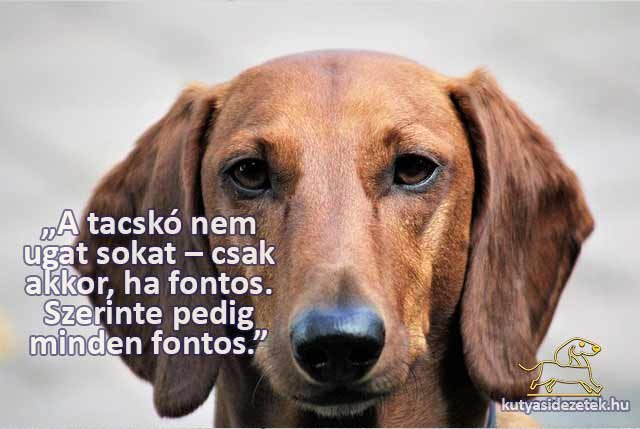 tacskós idézetek A tacskó nem ugat sokat
