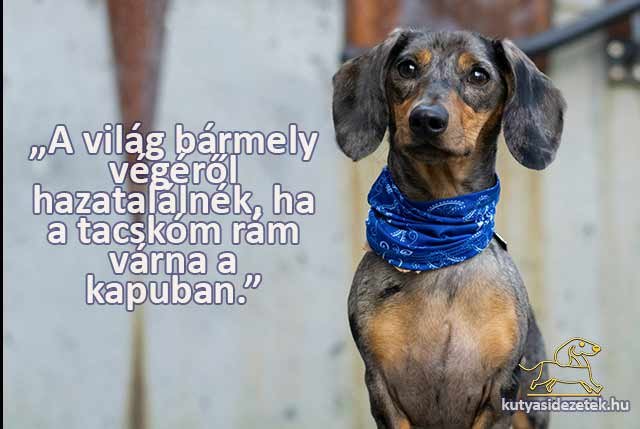 tacskós idézetek A világ bármely tájáról hazatalálnék