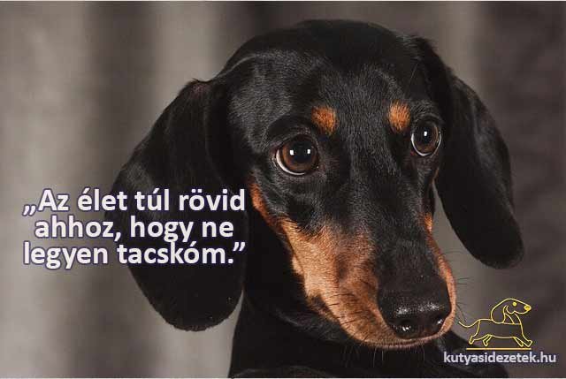 Tacskós idézetek „Az élet túl rövid ahhoz, hogy ne legyen tacskóm.”