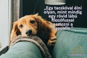 tacskós idézetek Egy tacskóval élni olyan