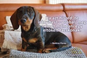 tacskós idézetek Ha azt hiszed, te irányítasz