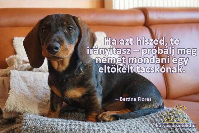 tacskós idézetek Ha azt hiszed, te irányítasz