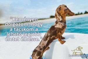tacskós idézetek Keményen dolgozom, hogy a tacskóm