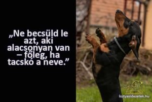 tacskós idézetek Ne becsüld le azt, aki alacsonyan van