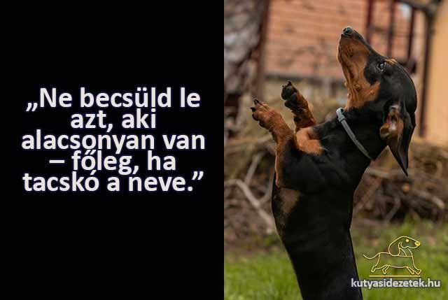 tacskós idézetek Ne becsüld le azt, aki alacsonyan van