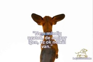 tacskós idézetek Nem mindig ugatok