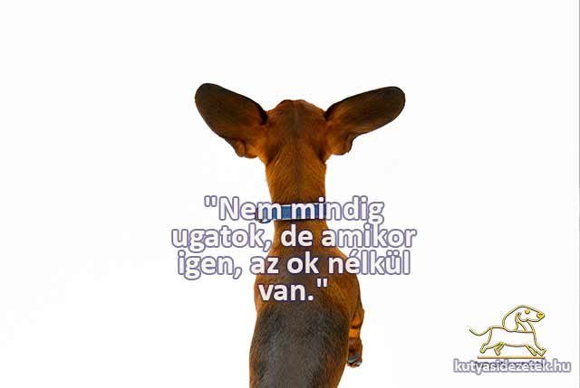 tacskós idézetek Nem mindig ugatok