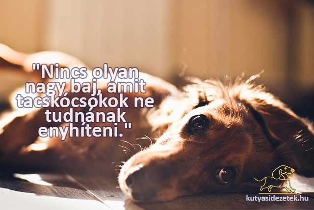 tacskós idézetek Nincs olyan nagy baj