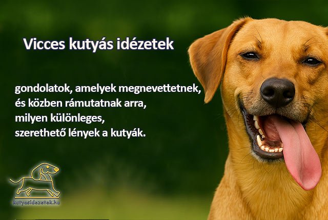 Vicces kutyás idézetek